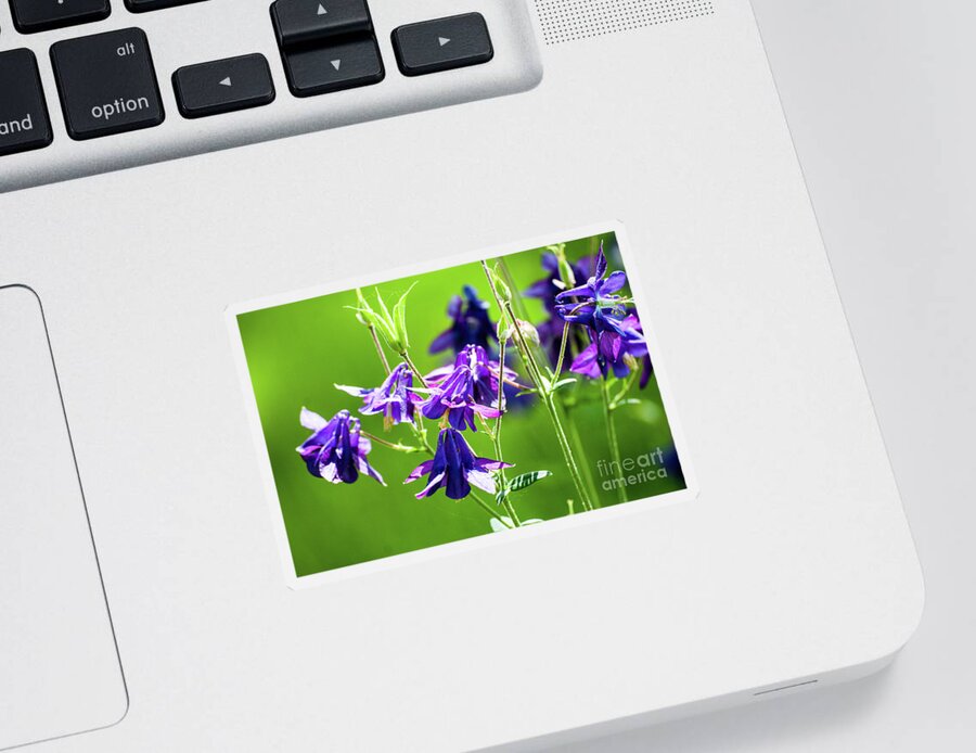 Purple Sticker featuring the photograph Purple Columbine #2 by Kevin Gladwell