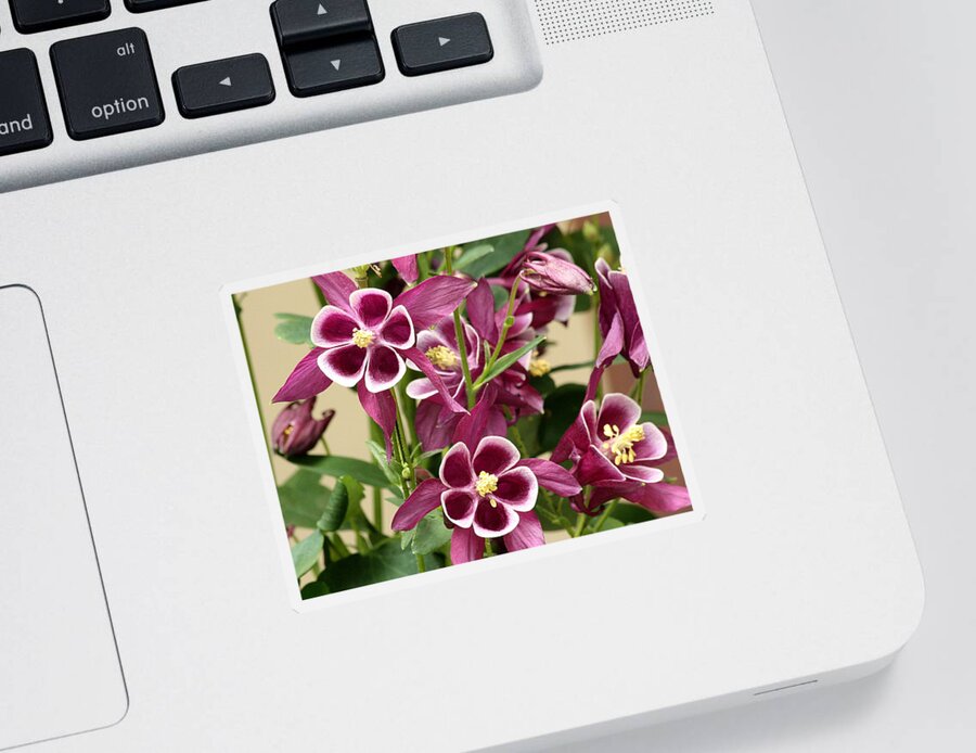 Nature Sticker featuring the photograph Purple Columbine Flowers by Sheila Brown