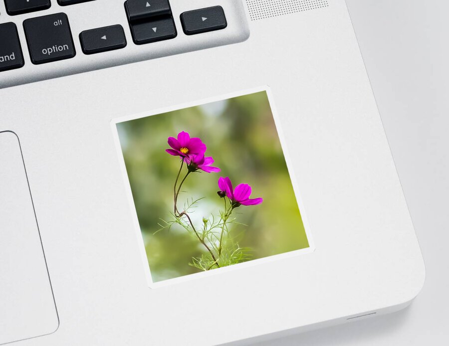 Terry D Photography Sticker featuring the photograph Purple Cosmos Flowers Square by Terry DeLuco