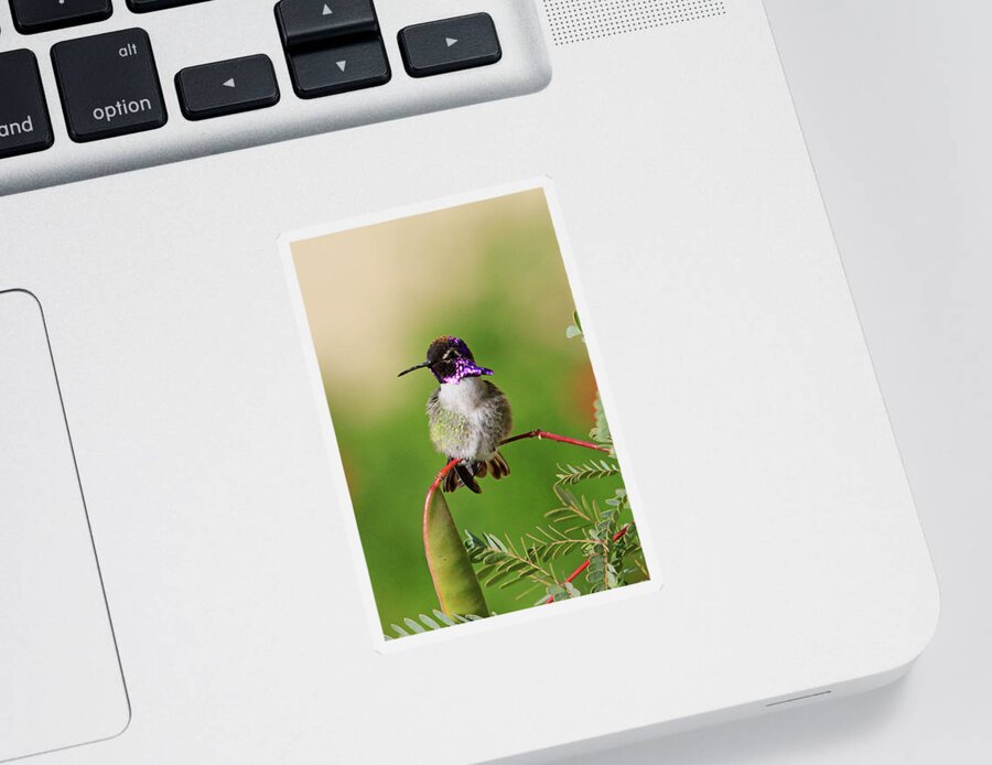 Costa's Hummingbird Sticker featuring the photograph Purple Flare by Shoal Hollingsworth