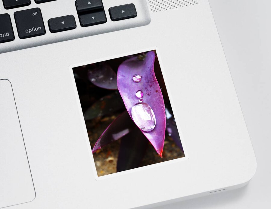 Purple Sticker featuring the photograph Purple Leaf by Maggy Marsh