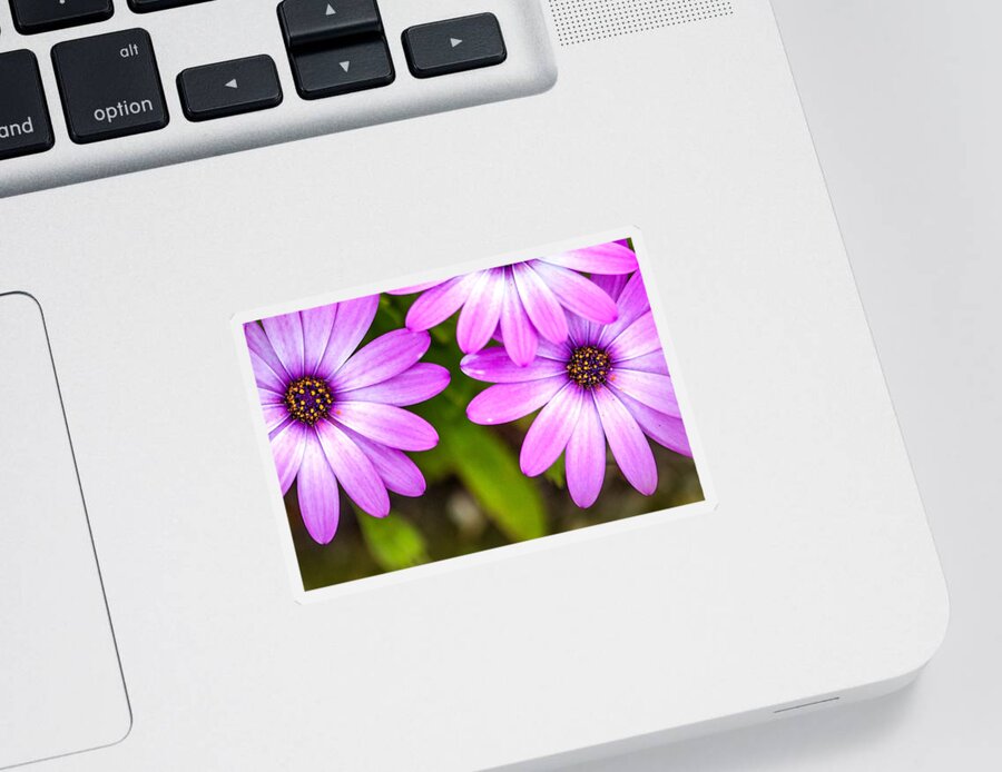 Spring Flowers Sticker featuring the photograph Purple Petals by Az Jackson