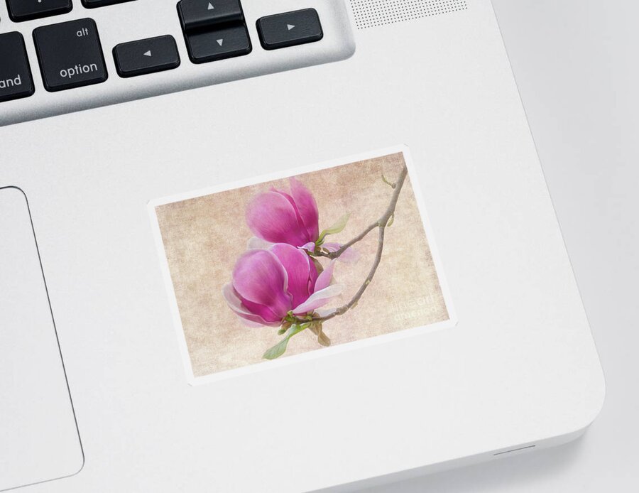 Magnolia Sticker featuring the photograph Purple Tulip Magnolia by Heiko Koehrer-Wagner