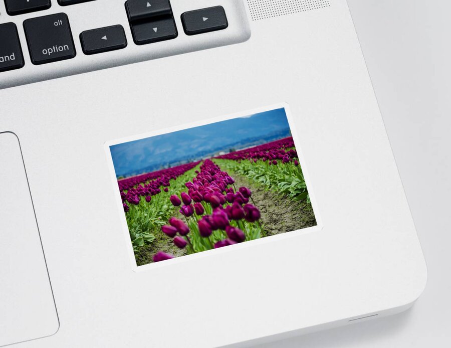 Elegant Sticker featuring the photograph Purple Tulips by Pelo Blanco Photo