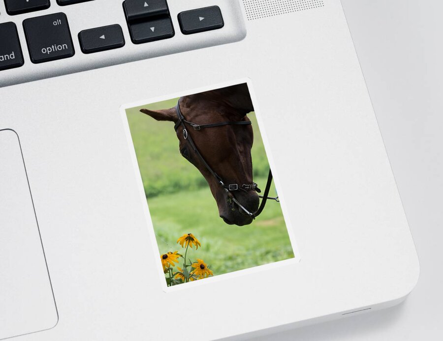 Quarter Horse Sticker featuring the photograph Quarter Horse by Holden The Moment