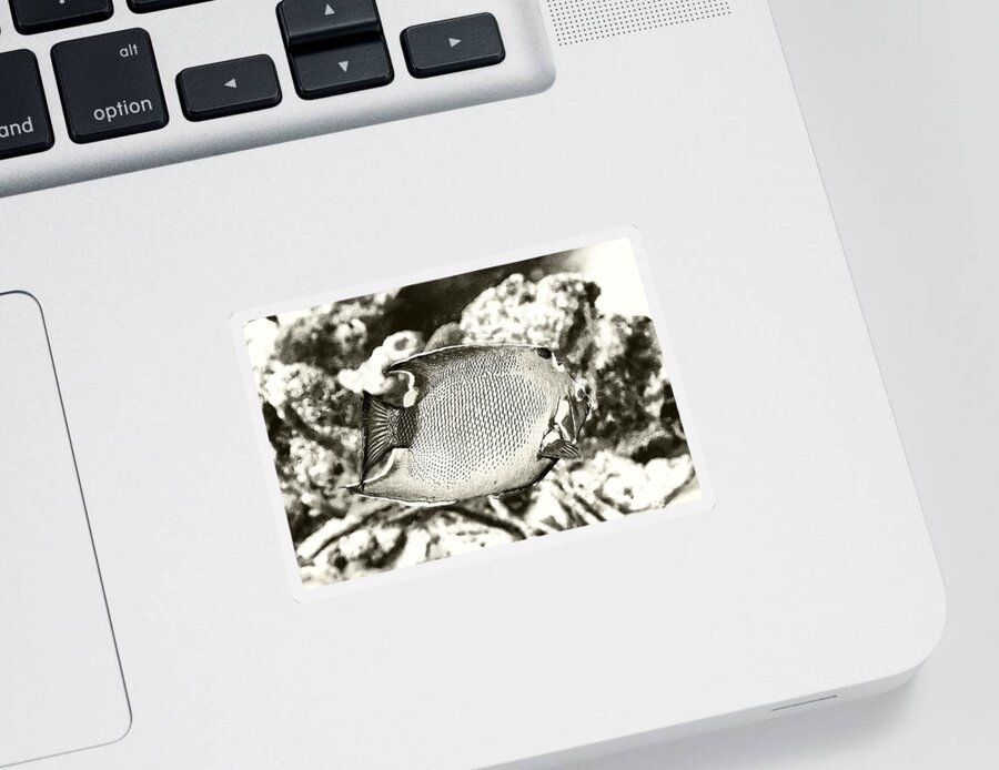 Queen Angelfish Sticker featuring the photograph Queen Angelfish by Perla Copernik