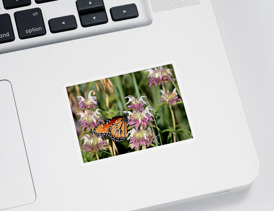 Nature Sticker featuring the photograph Queen Butterfly and Purple Wildflowers by Sheila Brown