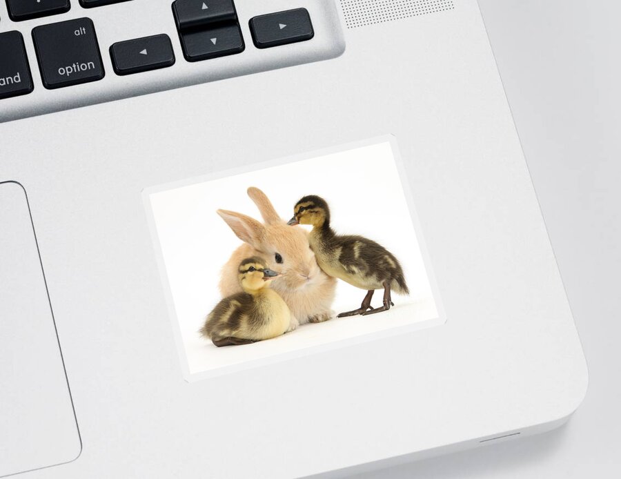 Animal Sticker featuring the photograph Rabbit And Ducklings by Mark Taylor