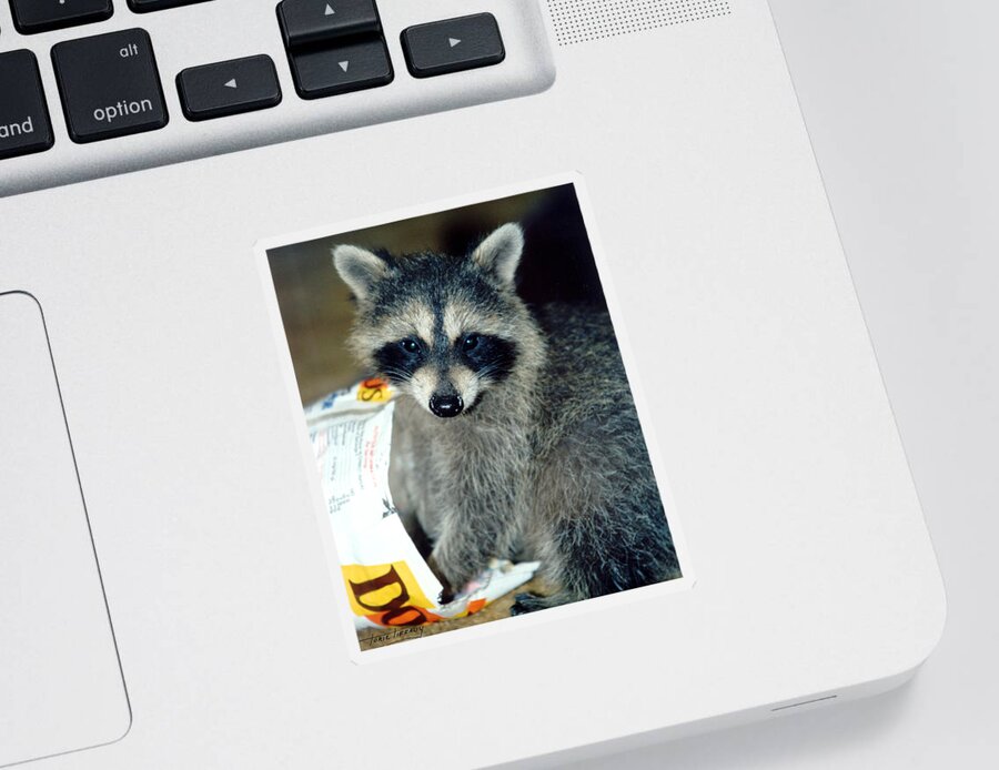 Faunagraphs Sticker featuring the photograph Raccoon1 Snack Bandit by Torie Tiffany