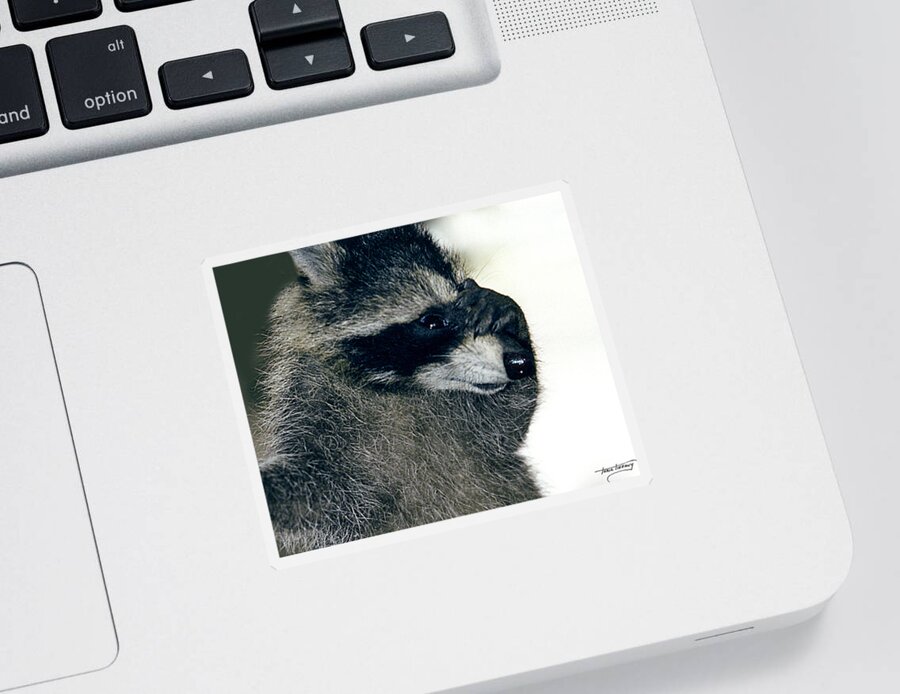Faunagraphs Sticker featuring the photograph Raccoon2 Peek-a-boo by Torie Tiffany