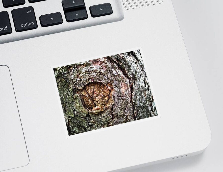 Tree Sticker featuring the photograph Radial by Robert Knight