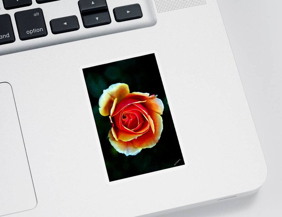 Rose Sticker featuring the photograph Rainbow Rose by John Haldane