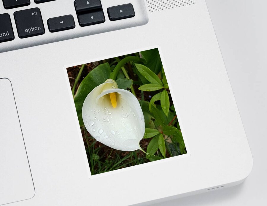 Calla Sticker featuring the photograph Raindrops and Lilies by Lisa Debaets