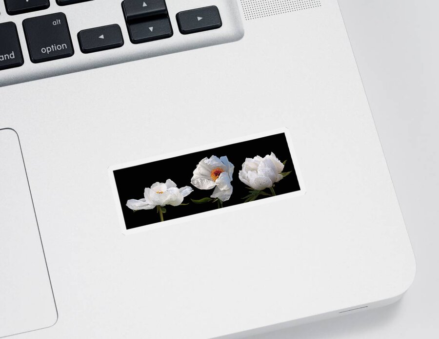 White Tree Peony Sticker featuring the photograph Raindrops on White Peonies Panoramic by Gill Billington