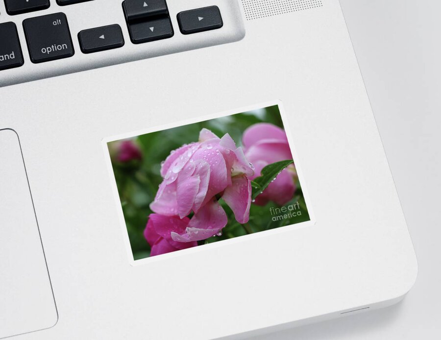 Rainy Day Peonies Sticker featuring the photograph Rainy Day Peonies by Rachel Cohen