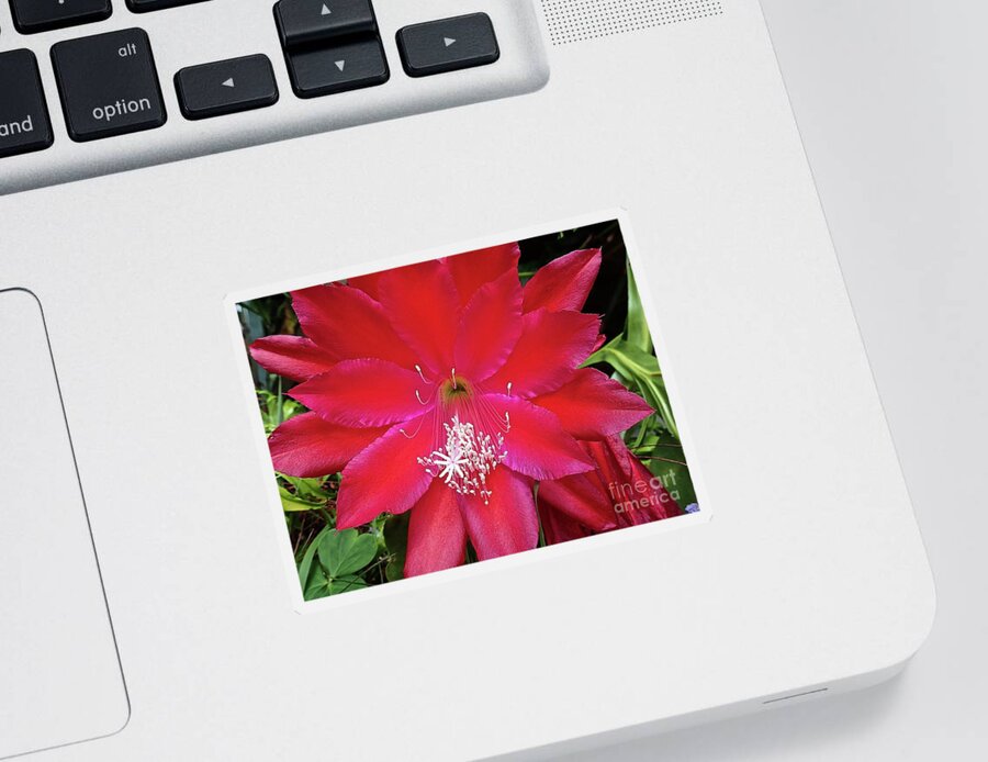 Epiphyllum Sticker featuring the photograph Rare Beauty by Cheryl Cutler