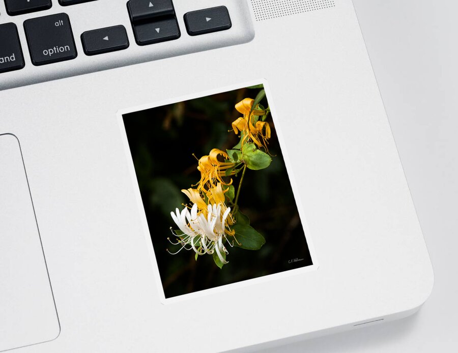 Flowers Sticker featuring the photograph Reaching by Christopher Holmes