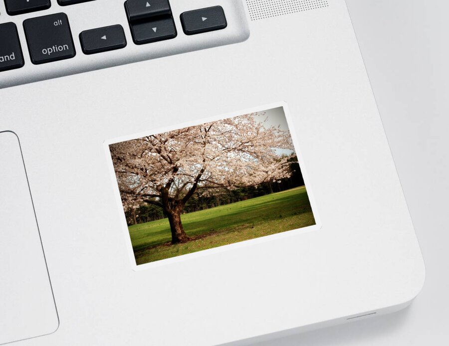 Cherry Blossom Trees Sticker featuring the photograph Reaching Out - Ocean County Park by Angie Tirado