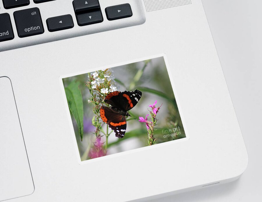 Butterfly Sticker featuring the photograph Red Admiral Butterfly Dorsal View by Karen Adams
