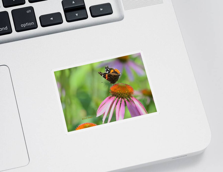 Butterfly Sticker featuring the photograph Red Admiral on Cone Flower by Kae Cheatham