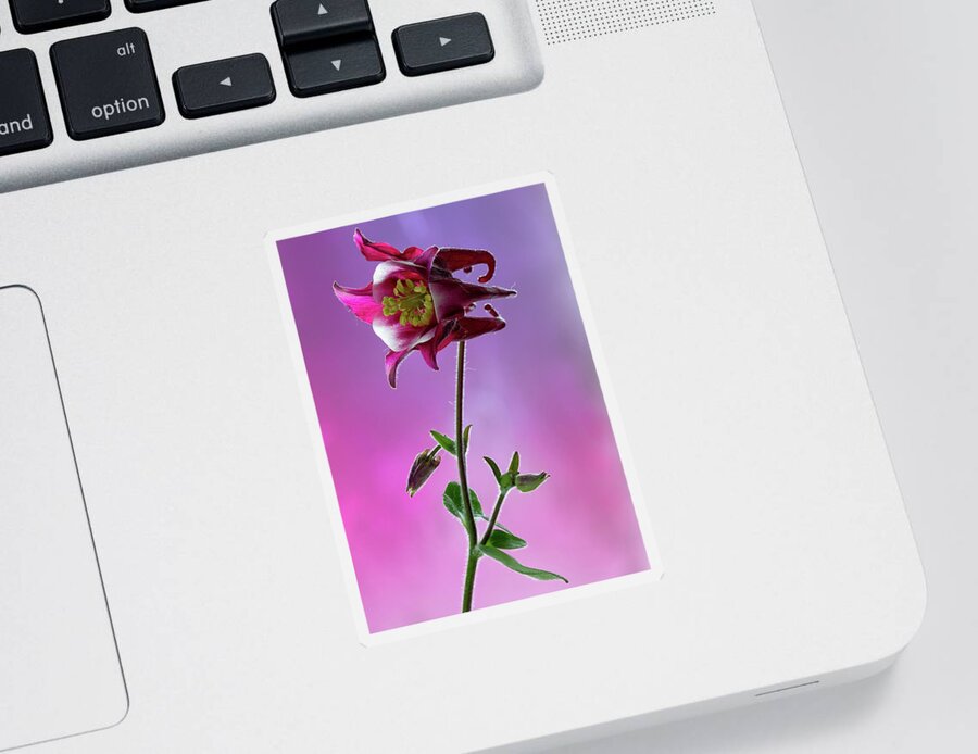 Floral Sticker featuring the photograph Red Aquilegia 2 by Shirley Mitchell