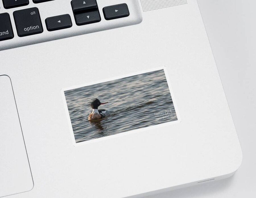 Red Breasted Merganser Sticker featuring the photograph Red Breasted Merganser by Dale Powell