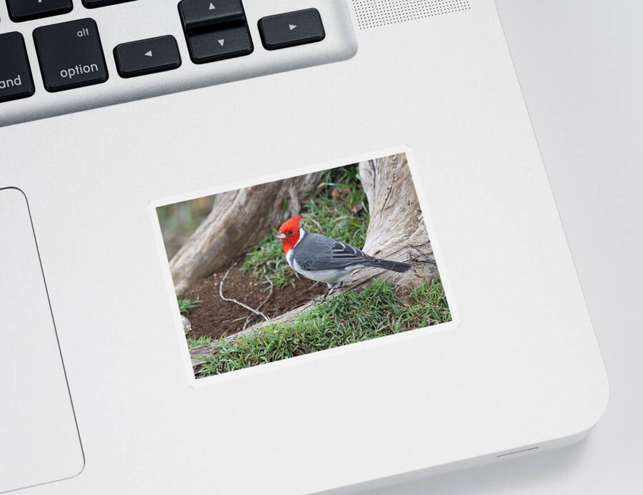 Red Crested Cardinal Sticker featuring the photograph Red Crested Cardinal Male by Lauri Novak