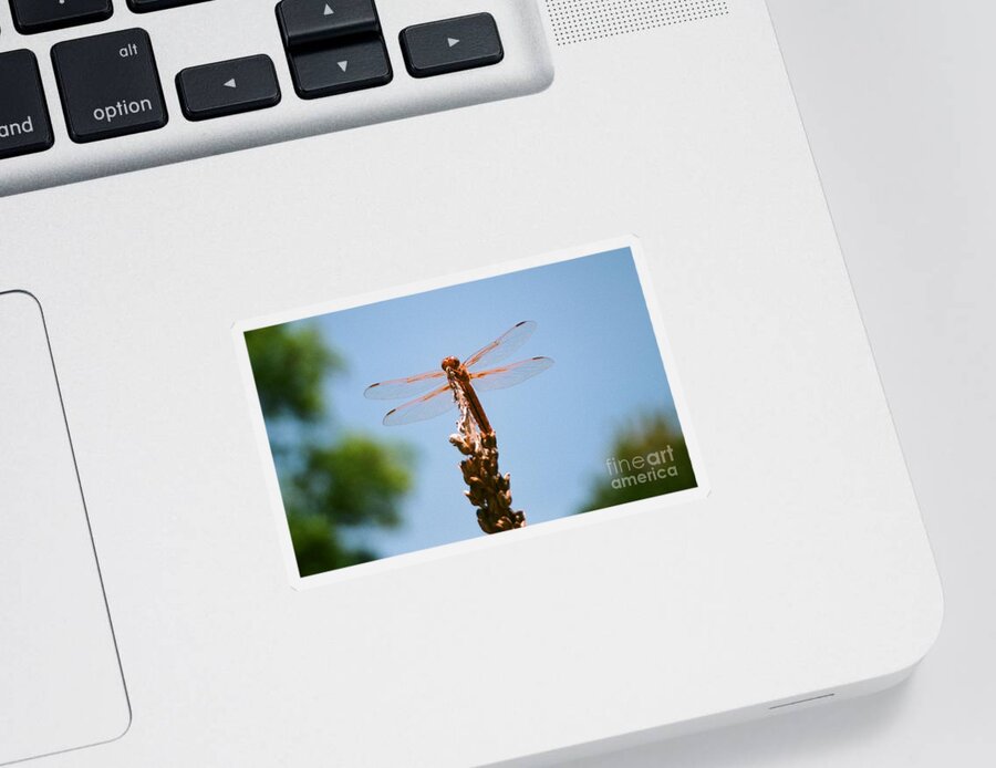 Dragonfly Sticker featuring the photograph Red Dragonfly by Dean Triolo