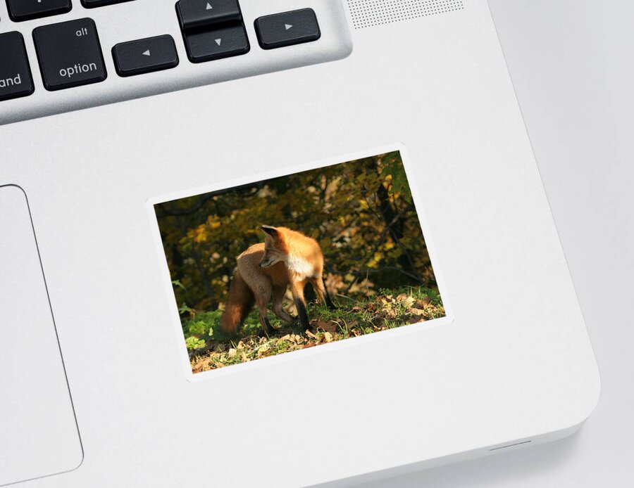 Red Fox Sticker featuring the photograph Red fox in shadows by Doris Potter