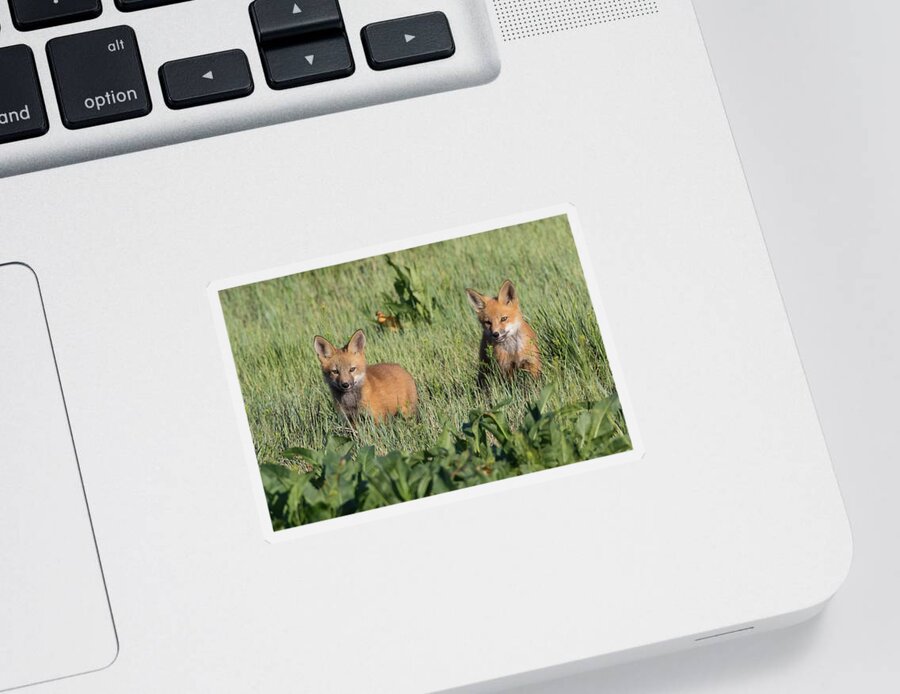 Fox Sticker featuring the photograph Red Fox Kits Explore Their New World by Tony Hake