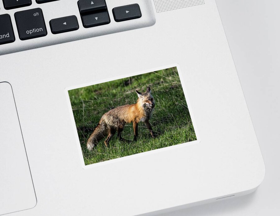 Fox Sticker featuring the photograph Red Fox by Paul Freidlund