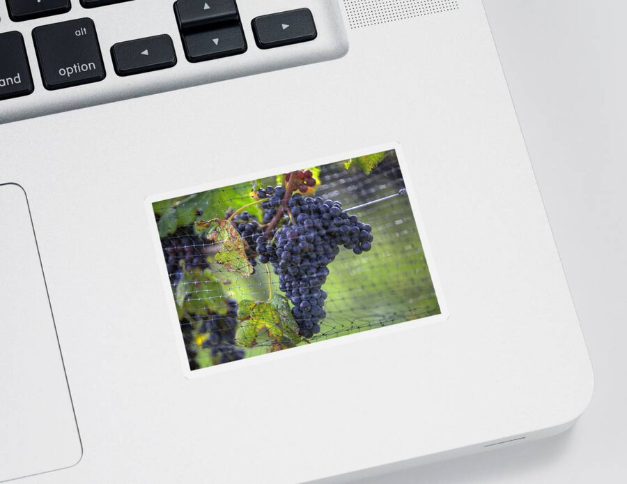 Grapes Sticker featuring the photograph Red grapes by Steve Gravano