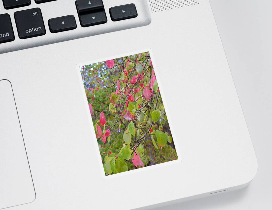 Dogwood Sticker featuring the photograph Red Green October by Michele Myers