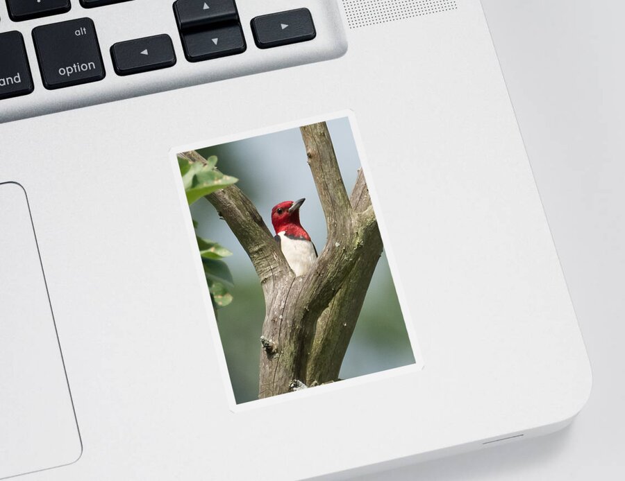 Red-headed Woodpecker Sticker featuring the photograph Red-Headed Woodpecker by Holden The Moment