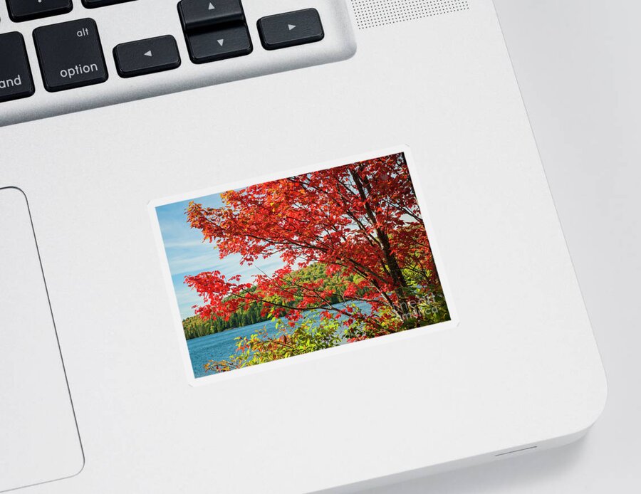 Fall Sticker featuring the photograph Red maple on lake shore by Elena Elisseeva