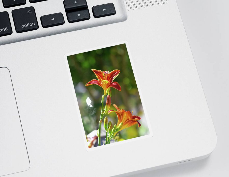 Linda Brody Sticker featuring the photograph Red Orange Day Lilies I by Linda Brody