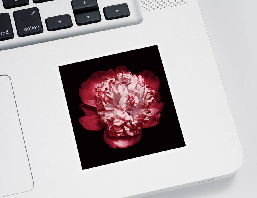 Red Peony Sticker featuring the photograph Red Peony on Black by Denise Beverly