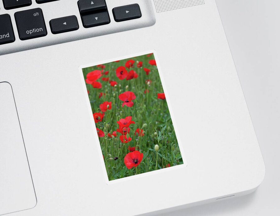 Poppy Sticker featuring the photograph Red poppie anemone field by Michalakis Ppalis