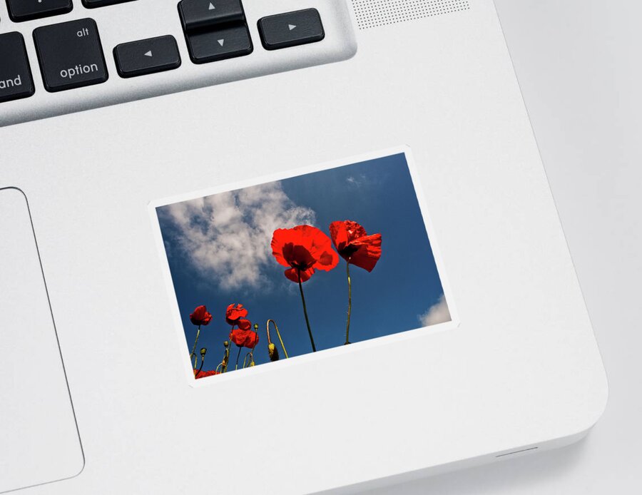 Nature Sticker featuring the photograph Red Poppies on blue sky by Heiko Koehrer-Wagner
