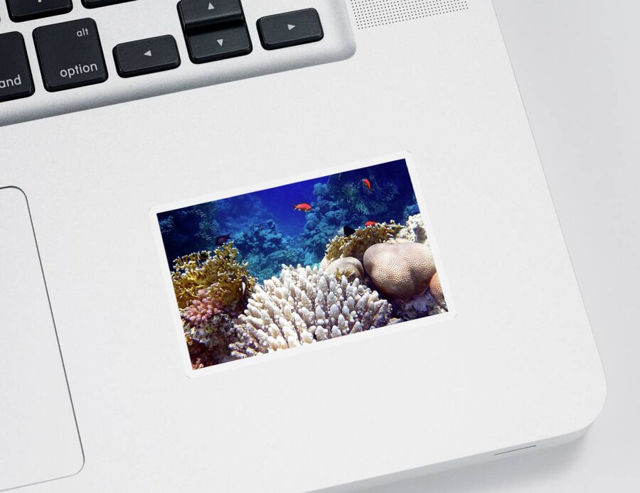 Sea Sticker featuring the photograph Red Sea Coral World by Johanna Hurmerinta