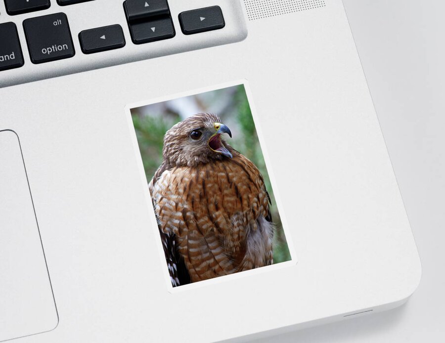 Red Sticker featuring the photograph Red Shouldered Hawk by Jill Lang