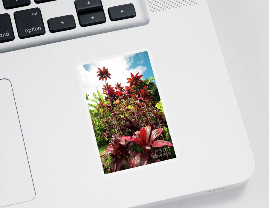 Red Ti Sticker featuring the photograph Red Ti Tropical Gardens Hawaiian ti plant Wailua Maui Hawaii by Sharon Mau