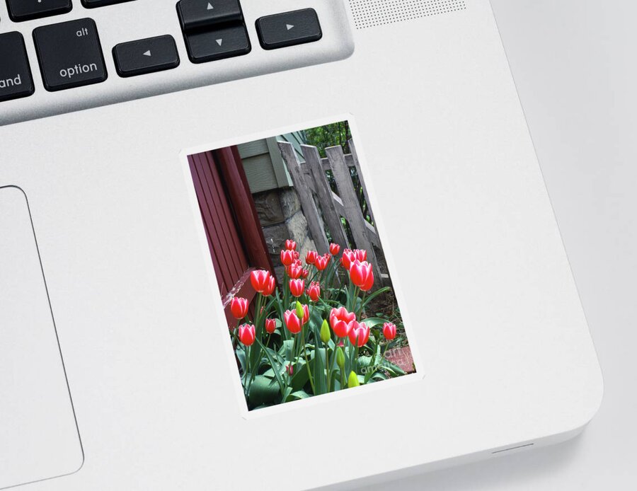 Tulips Sticker featuring the photograph Red Tulips in a Wisconsin Garden by Greg Kopriva