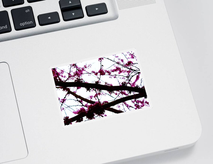 Photography Sticker featuring the photograph Redbud Blooming Branches by M E