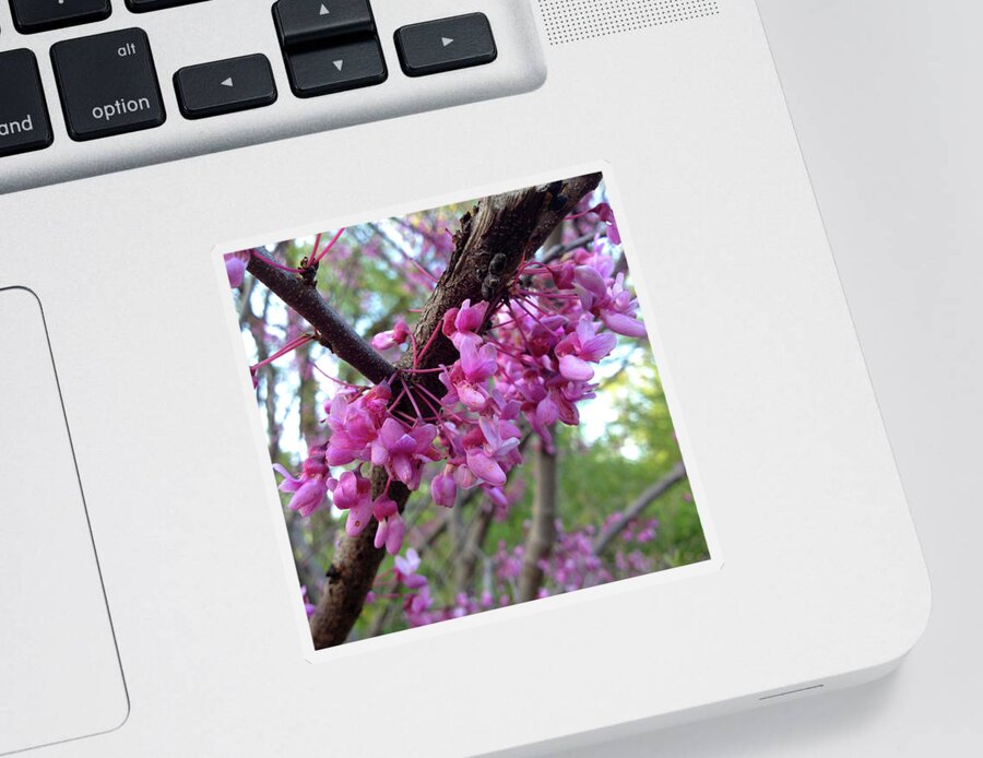 Flower Sticker featuring the photograph Redbud Blossoms by Lisa Blake