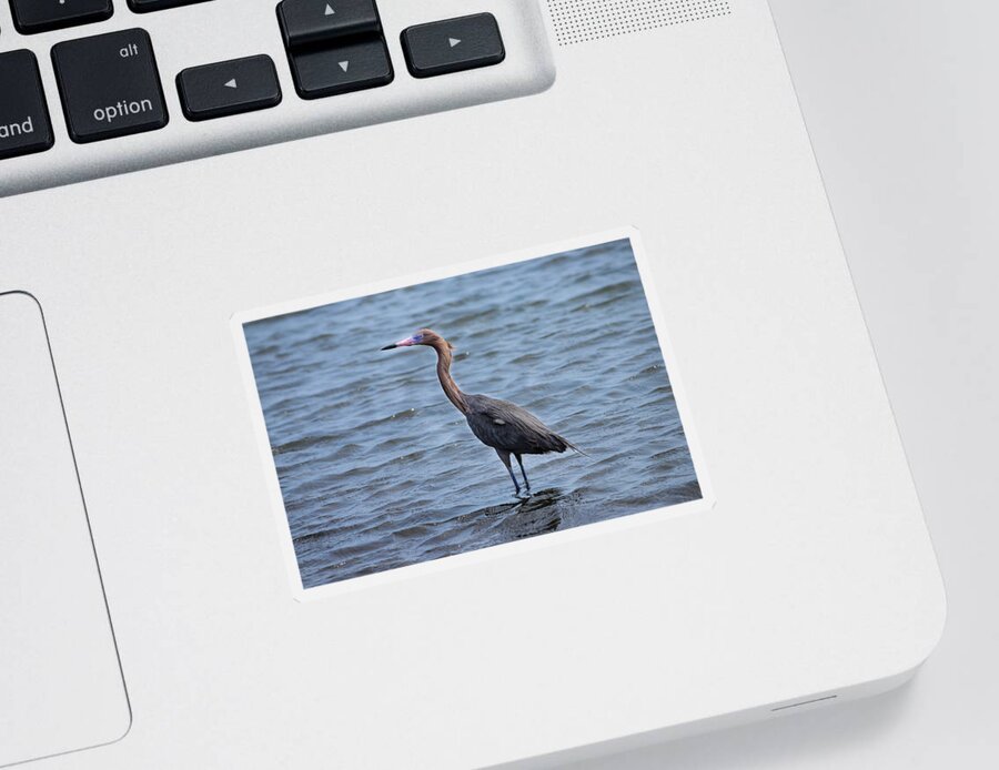 Birds Of South Texas Sticker featuring the photograph Reddish Egret - Dark Morph by Debra Martz