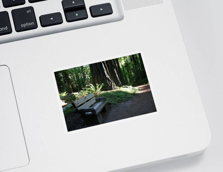 Redwood Bench Ii Sticker featuring the photograph Redwood Bench II by Dylan Punke