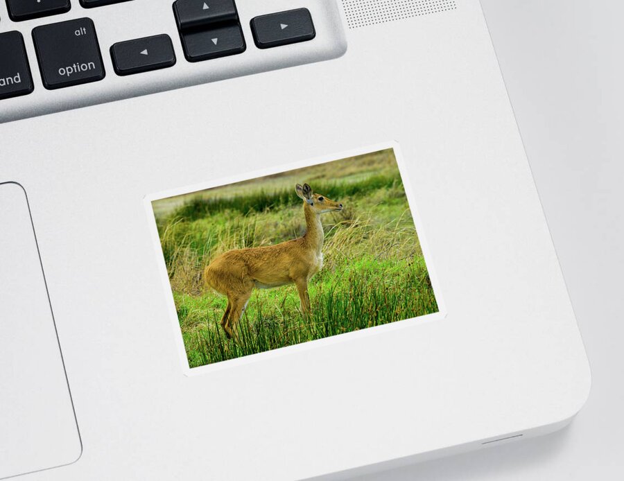 Africa Sticker featuring the photograph Reedbuck in Tanzania by Marilyn Burton