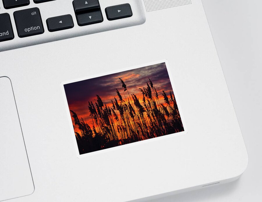Reeds At Sunset Sticker featuring the photograph Reeds at Sunset by Raymond Salani III