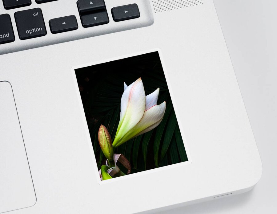 Flowers Sticker featuring the photograph Refined Elegance by Stewart Helberg